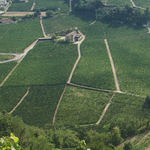 Photo of Cascina delle Rocche vineyards taken from above